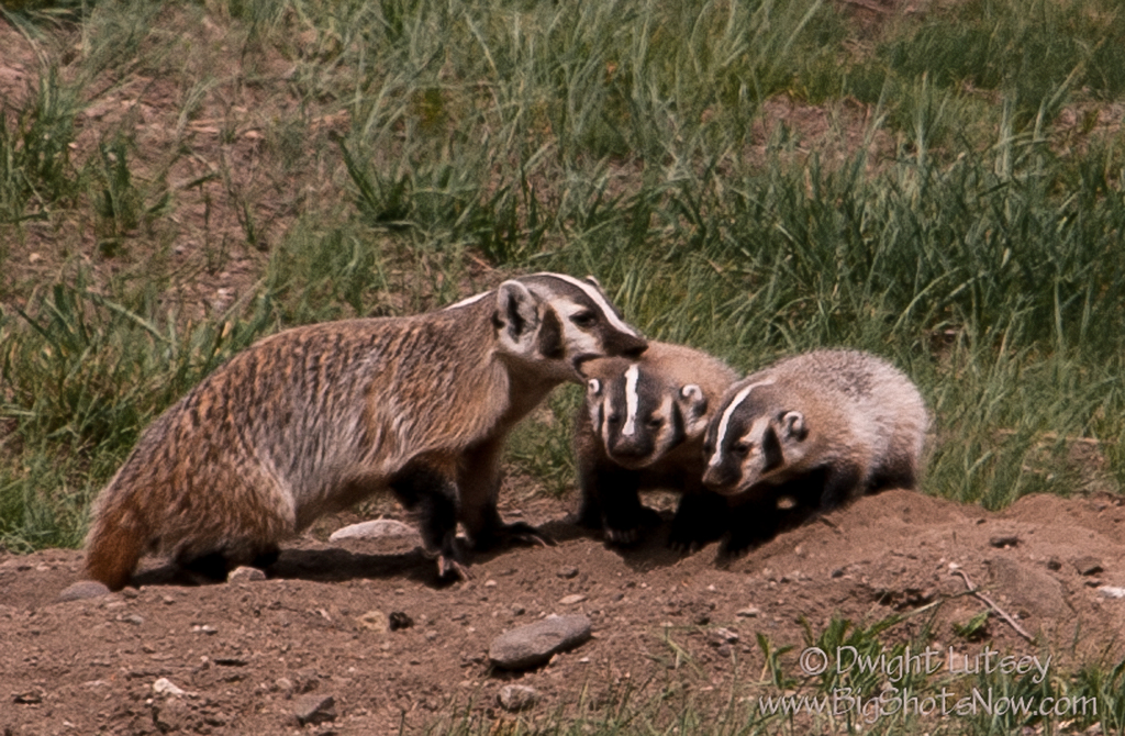 2016-03-30SomeBadgersOK8163